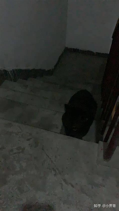 黑猫的寓意 鏡對大門